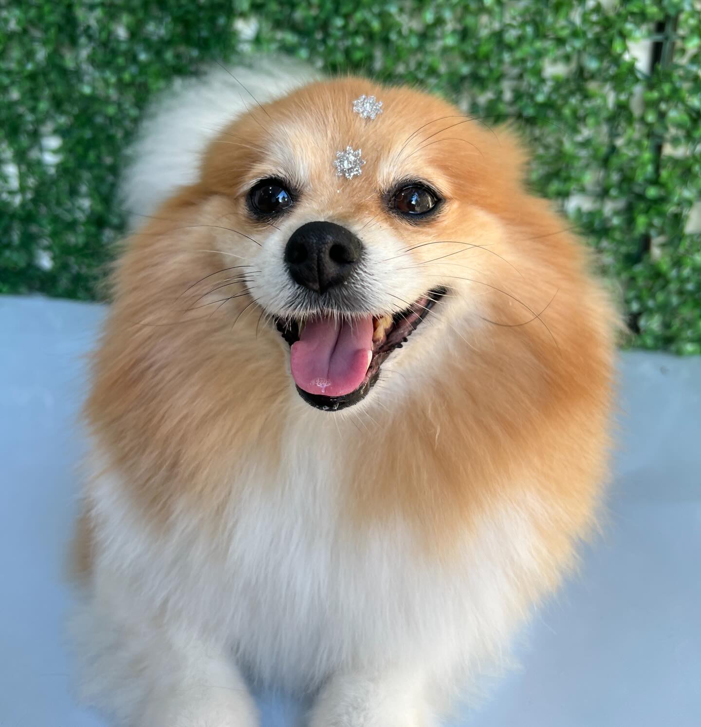 Cachorro feliz correndo e brincando, usando bandana vermelha, dentro da loja My Pet Boutique Animal